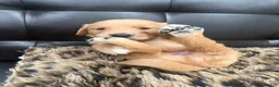 Golden Retriever dogs for sale: Golden Retriever 8 available  - Ad 1