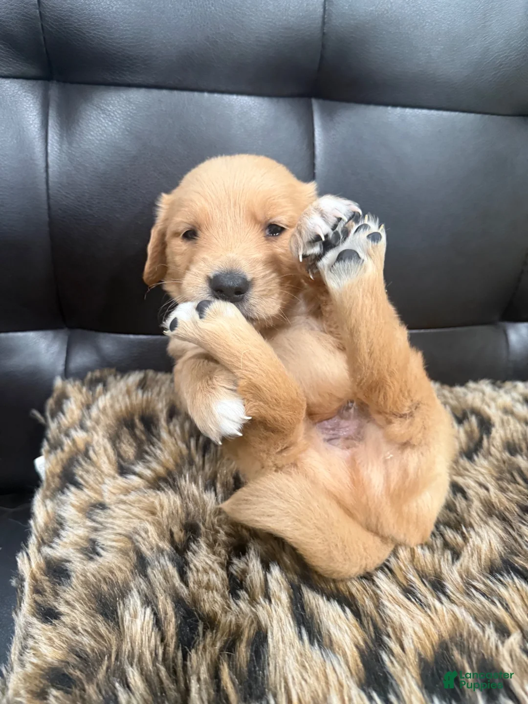 Golden Retriever dogs for sale: Golden Retriever 8 available  - Ad 1