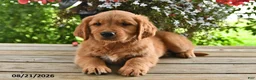 Golden Retriever dogs for sale: Oscar - Ad 4