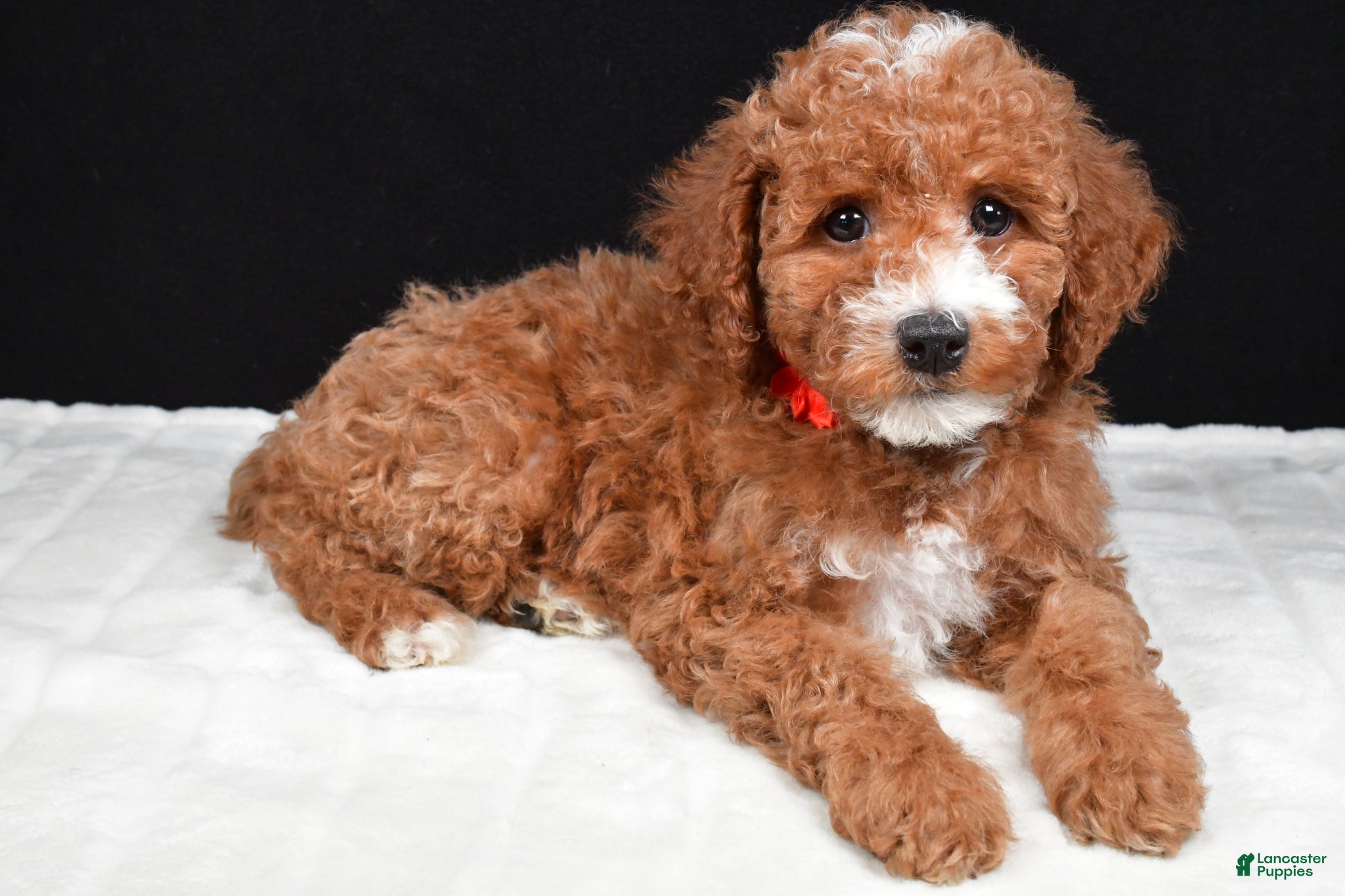Miniature Poodle dogs Stacey - Ad 1