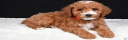Miniature Poodle dogs for sale: Stacey - Ad 1