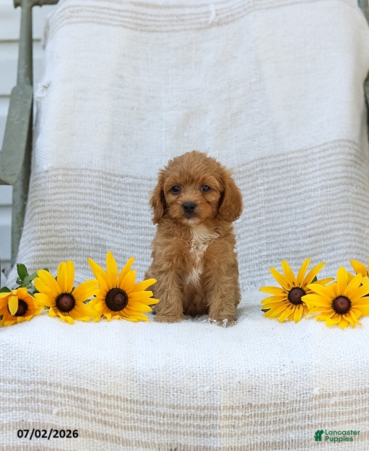 Cavapoo dogs Kyler - Ad 2