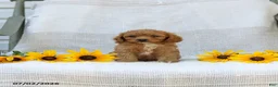 Cavapoo dogs for sale: Kyler - Ad 2