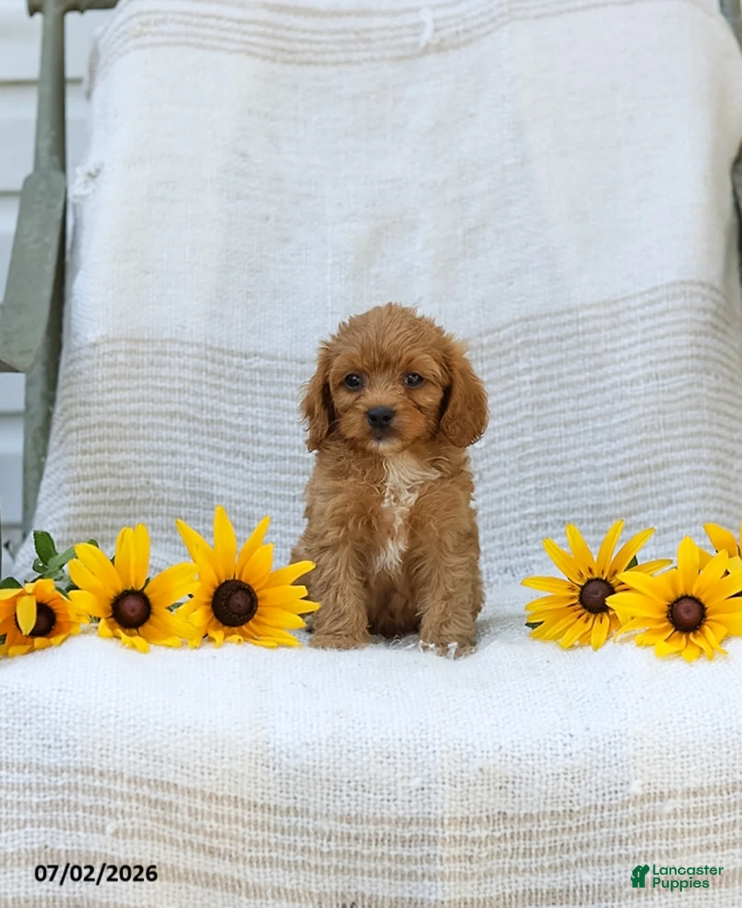 Cavapoo dogs for sale: Kyler - Ad 2
