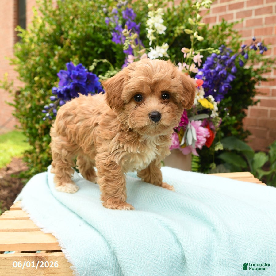 Maltipoo dogs for sale: Lacie - Ad 4