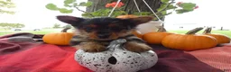 Yorkshire Terrier dogs for sale: Yorkshire Terrier 2 Monroe - Ad 6