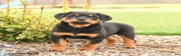Rottweiler dogs for sale: Romeo - Ad 2