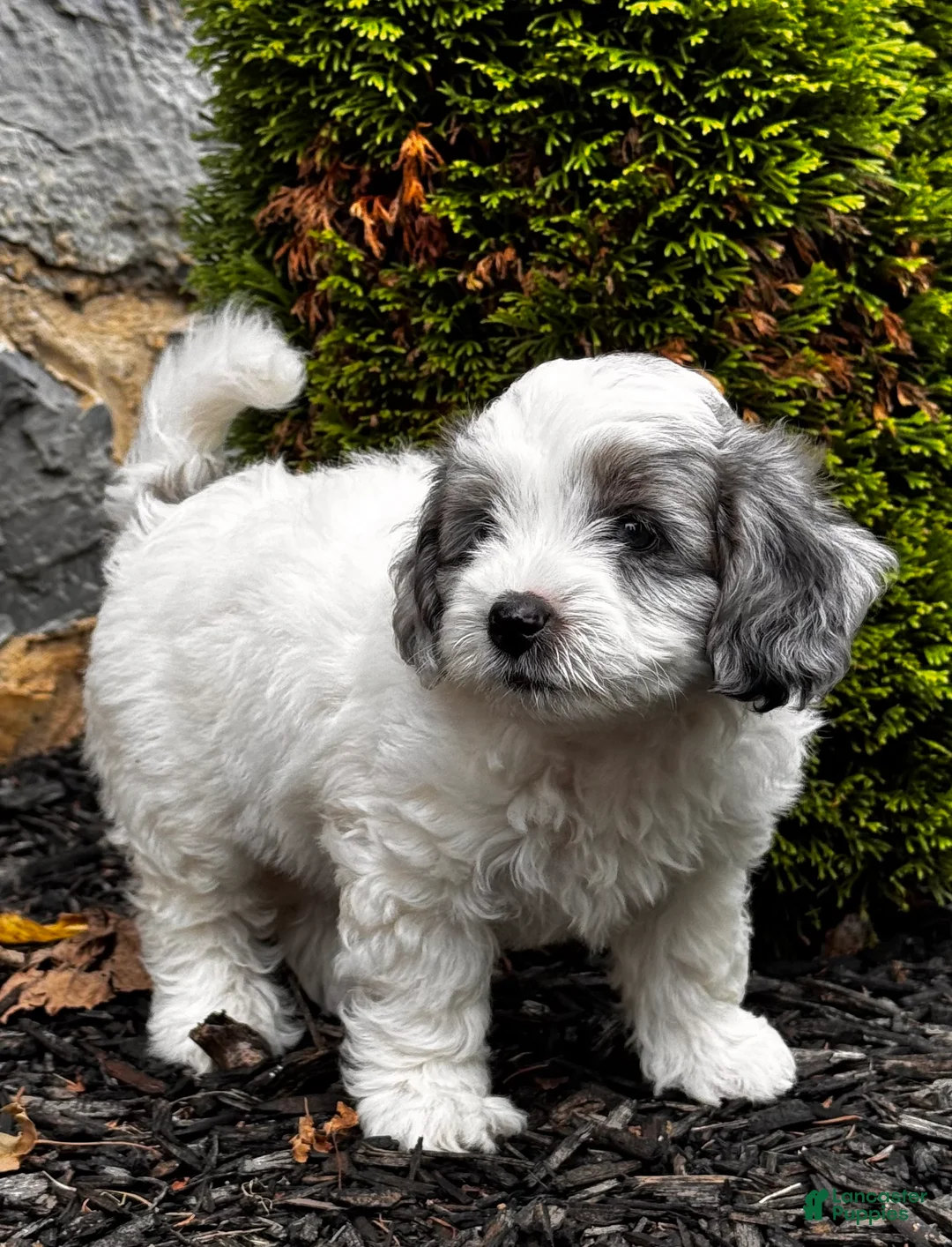 Mini Aussiedoodle dogs for sale: Cody 🐾 - Ad 2