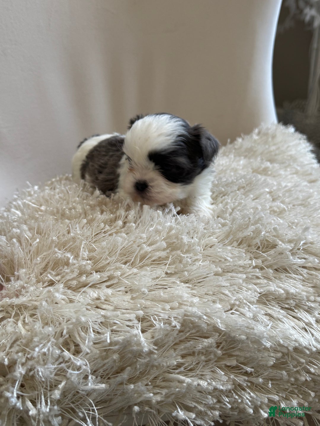 Shih Tzu dogs for sale: Shih Tzu Puppy 3 - Ad 3