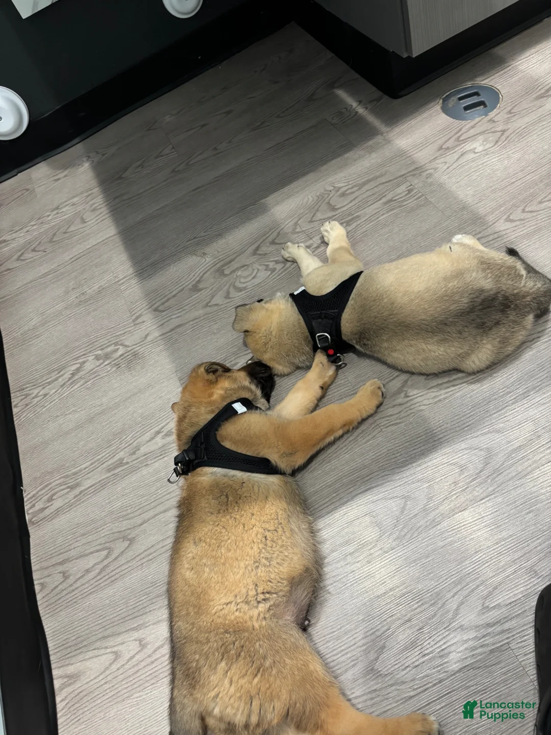 Mixed Breed dogs for sale: Mixed Breed Puppy 2 - Ad 1