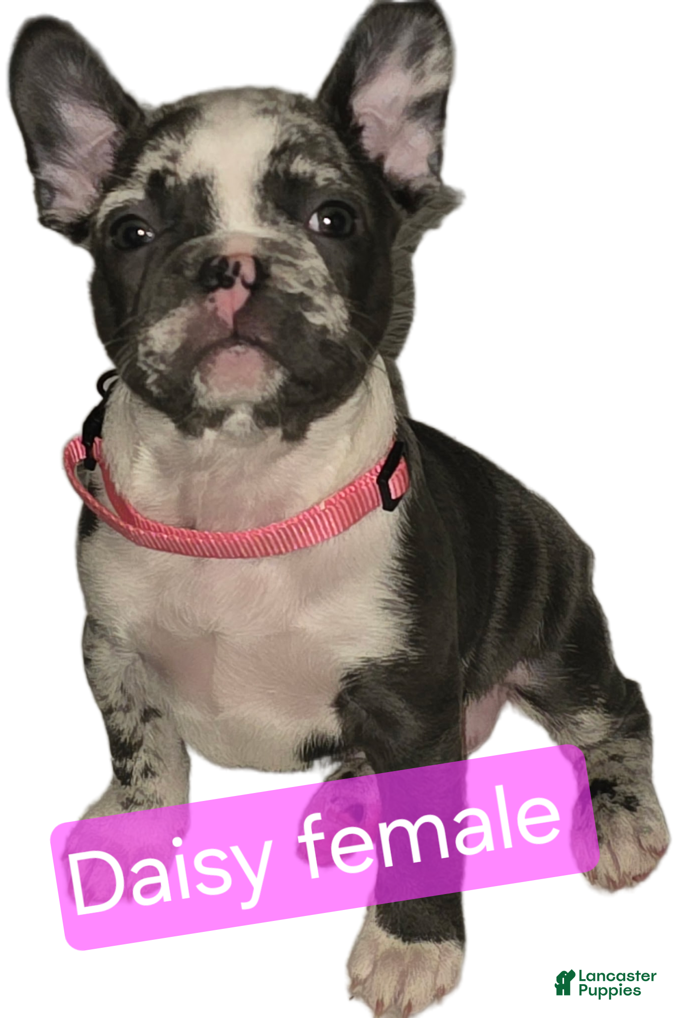 French Bulldog dogs Daisy - Ad 1