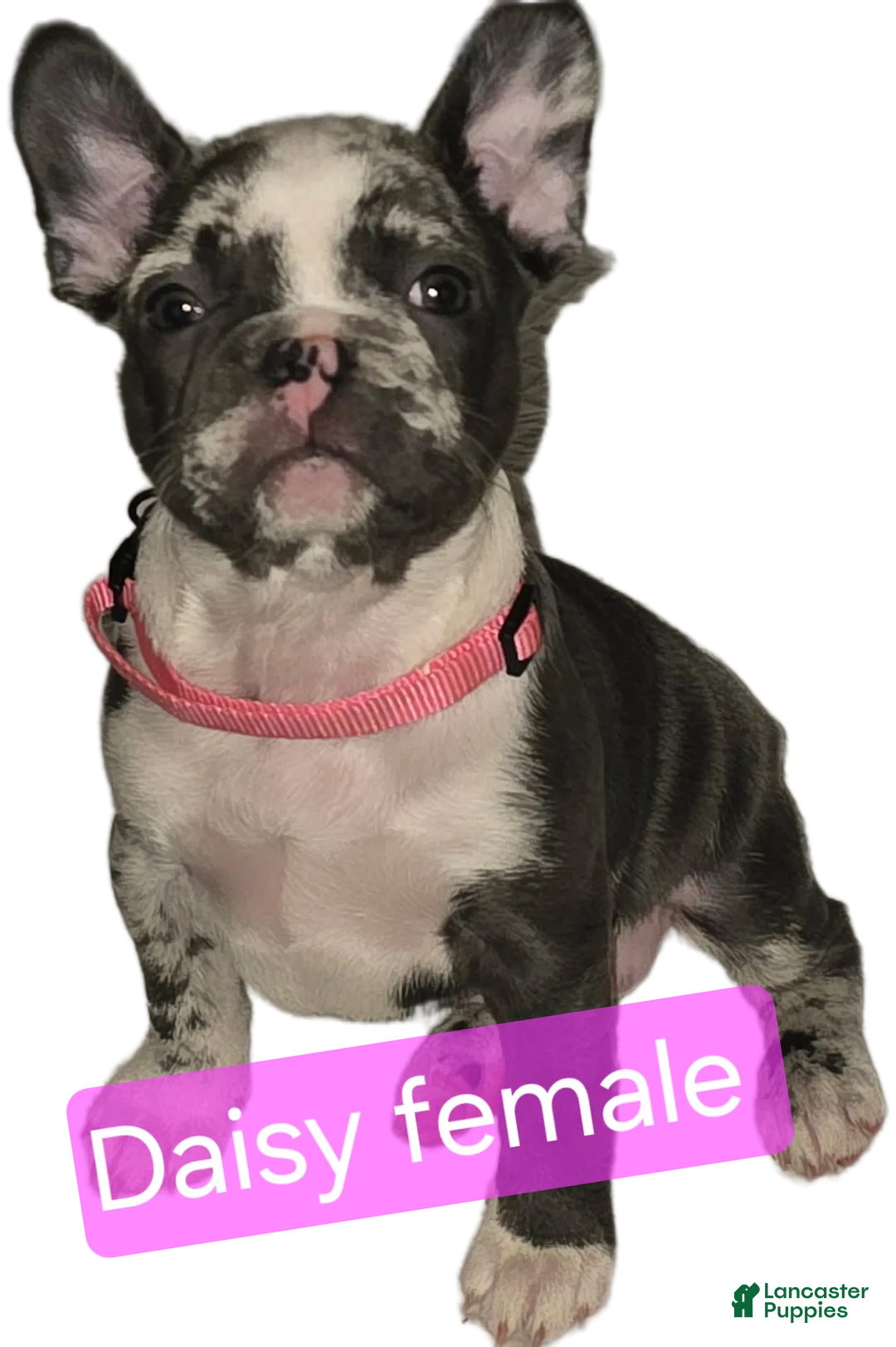 French Bulldog dogs for sale: Daisy - Ad 1