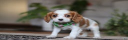 Cavalier King Charles Spaniel dogs for sale: Blaze - Ad 5