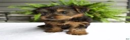Yorkshire Terrier dogs for sale: Bella - Ad 1