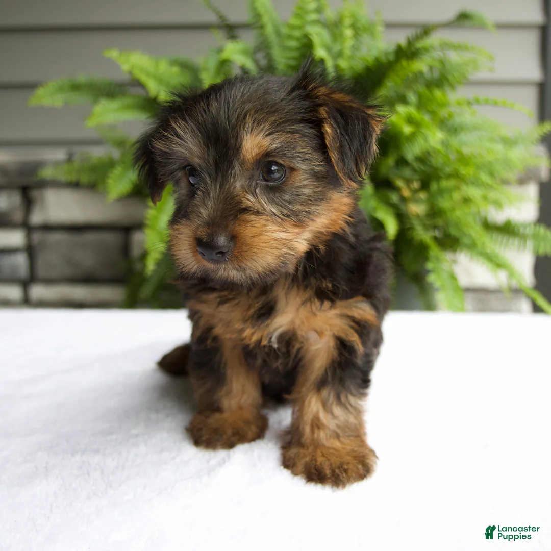 Yorkshire Terrier dogs for sale: Bella - Ad 1