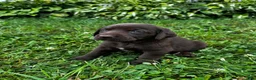 Labrador Retriever dogs for sale: Shelly - Ad 3