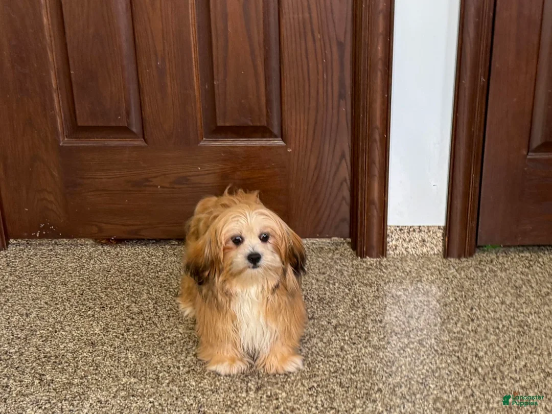 Lhasa Apso dogs for sale: Cora - Ad 8