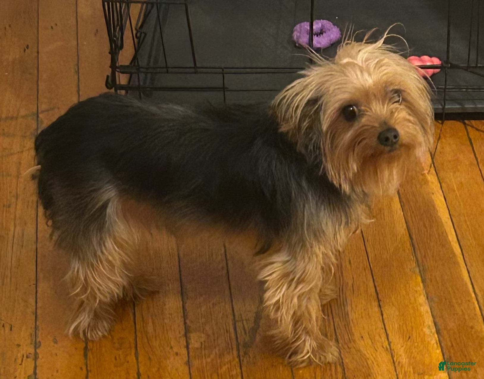 Yorkshire Terrier dogs for sale: True' - Ad 2