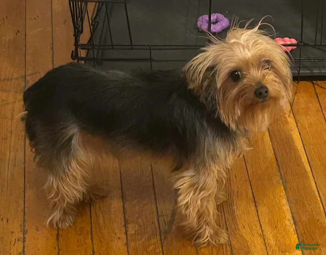 Yorkshire Terrier dogs for sale: True' - Ad 1