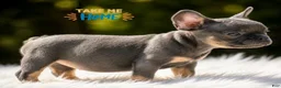 French Bulldog dogs for sale: Sandra - Ad 1