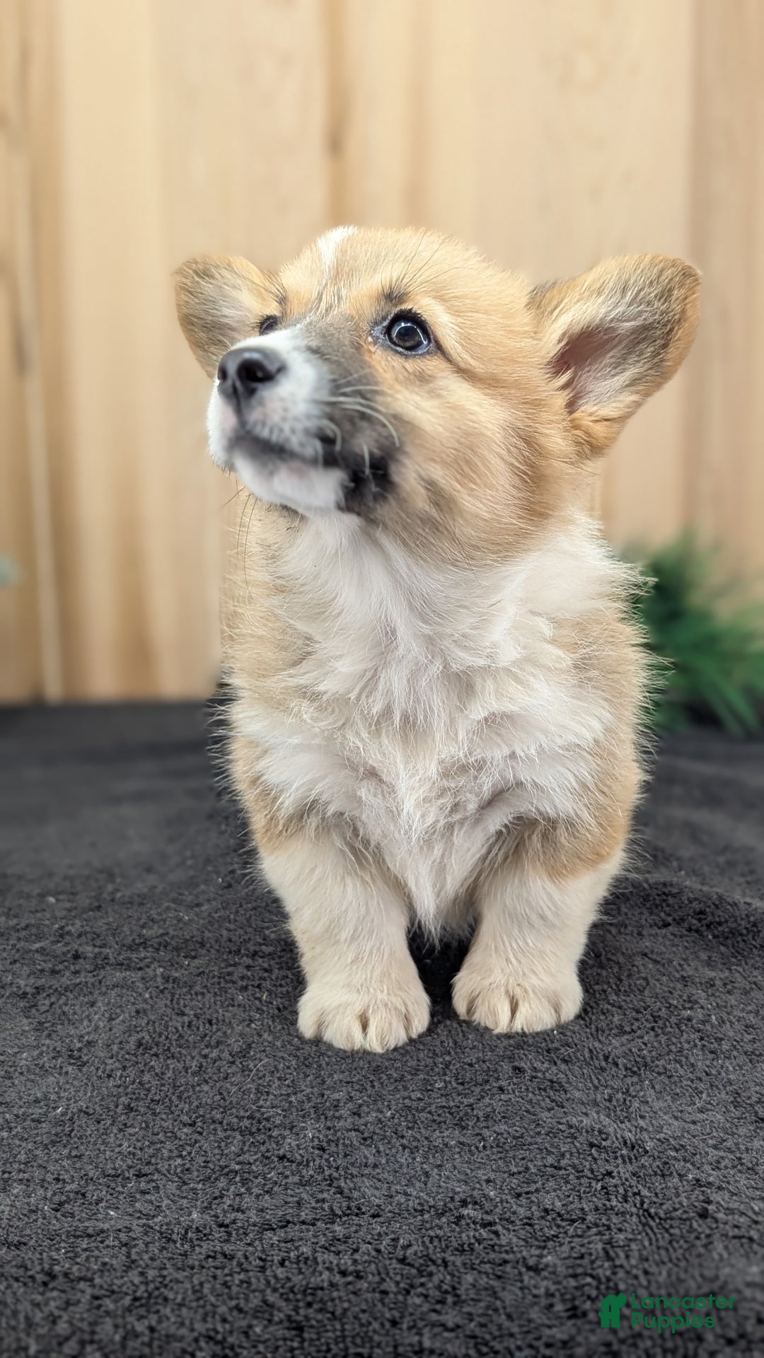Welsh Corgi Pembroke dogs for sale: Sky - Ad 2