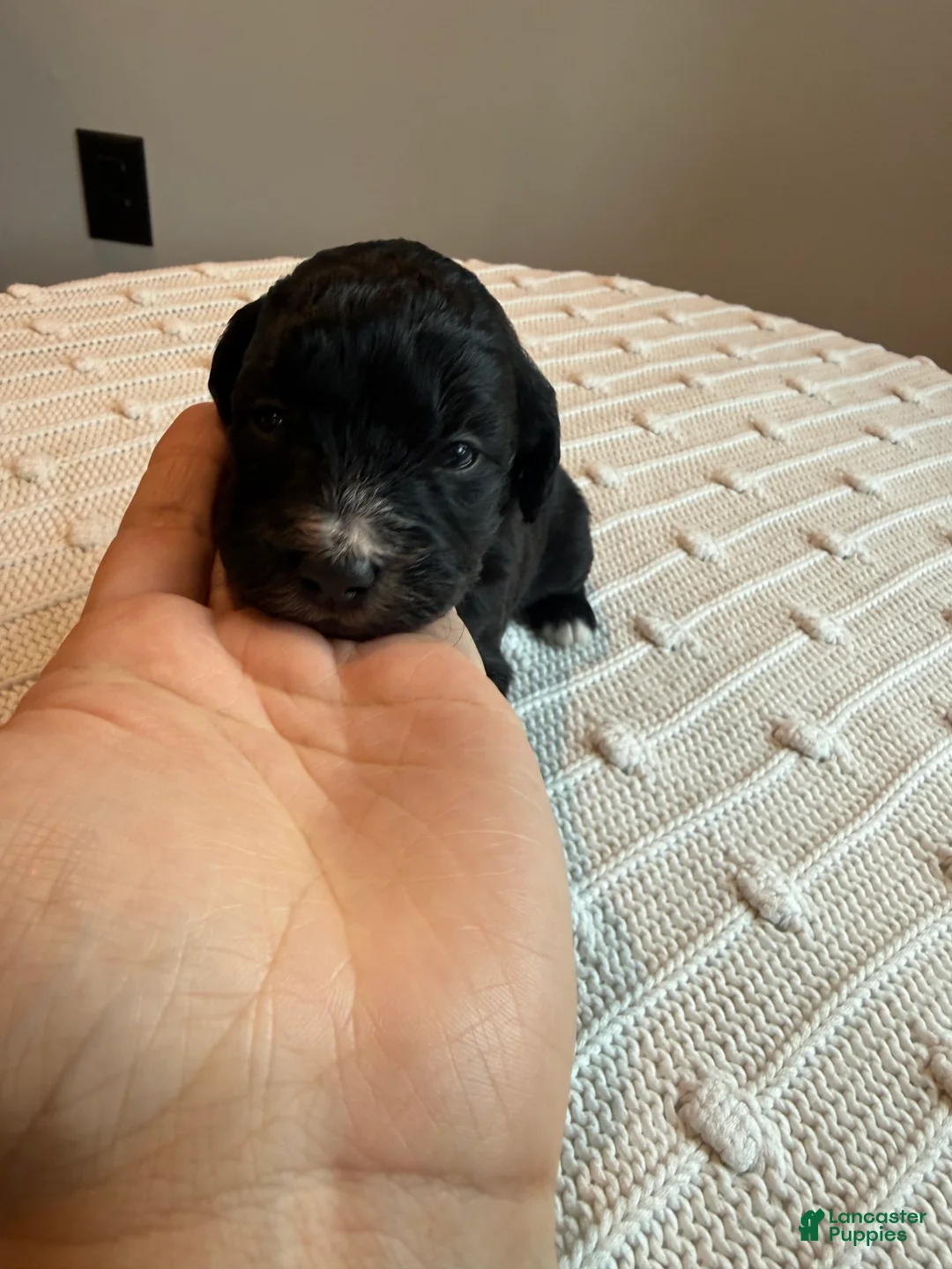 Mixed Breed dogs for sale: Patches - Ad 1