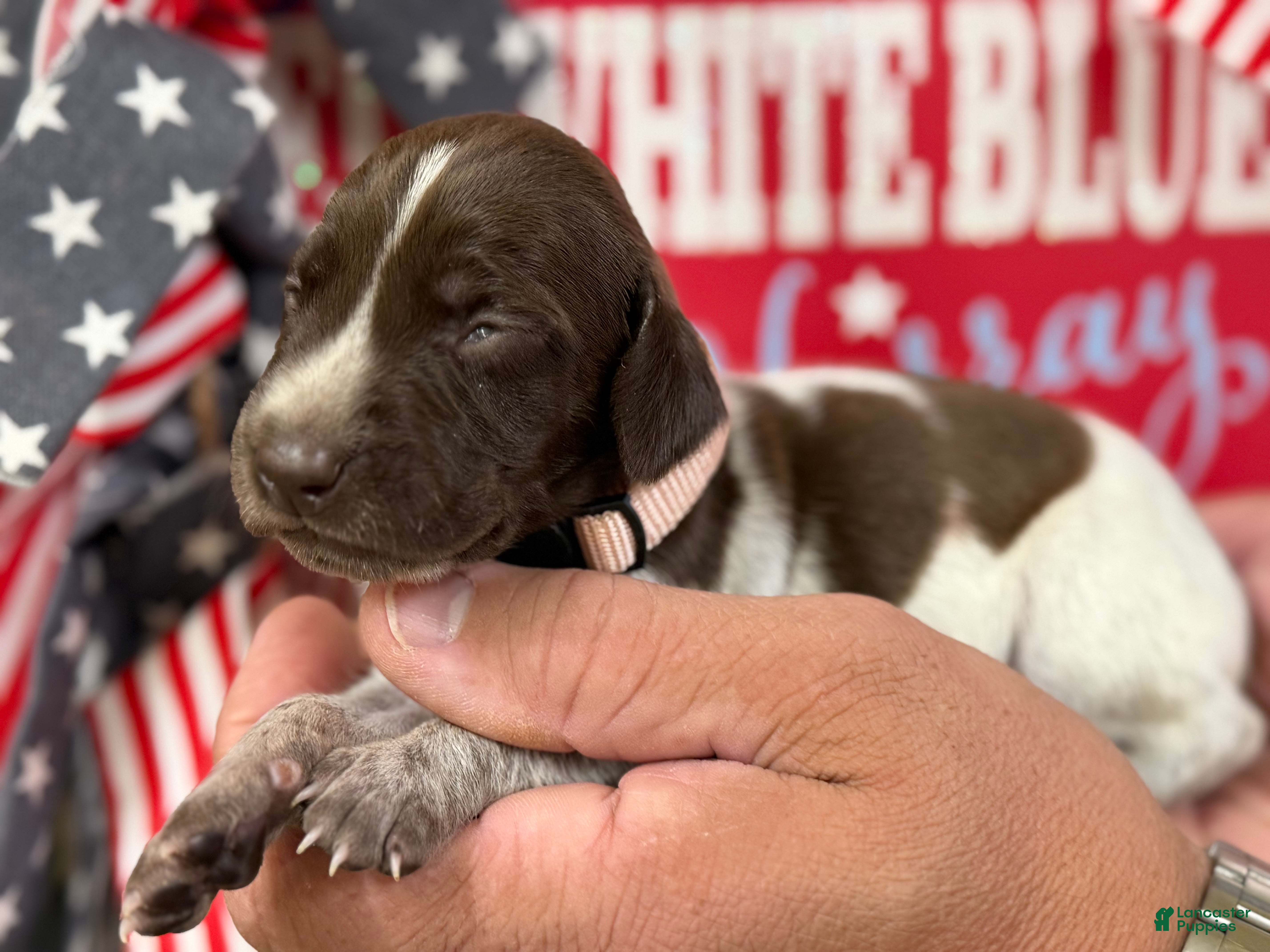 German Shorthaired Pointer dogs Honor  - Ad 2