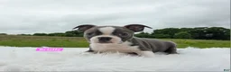 Boston Terrier dogs for sale: Brielle  - Ad 4