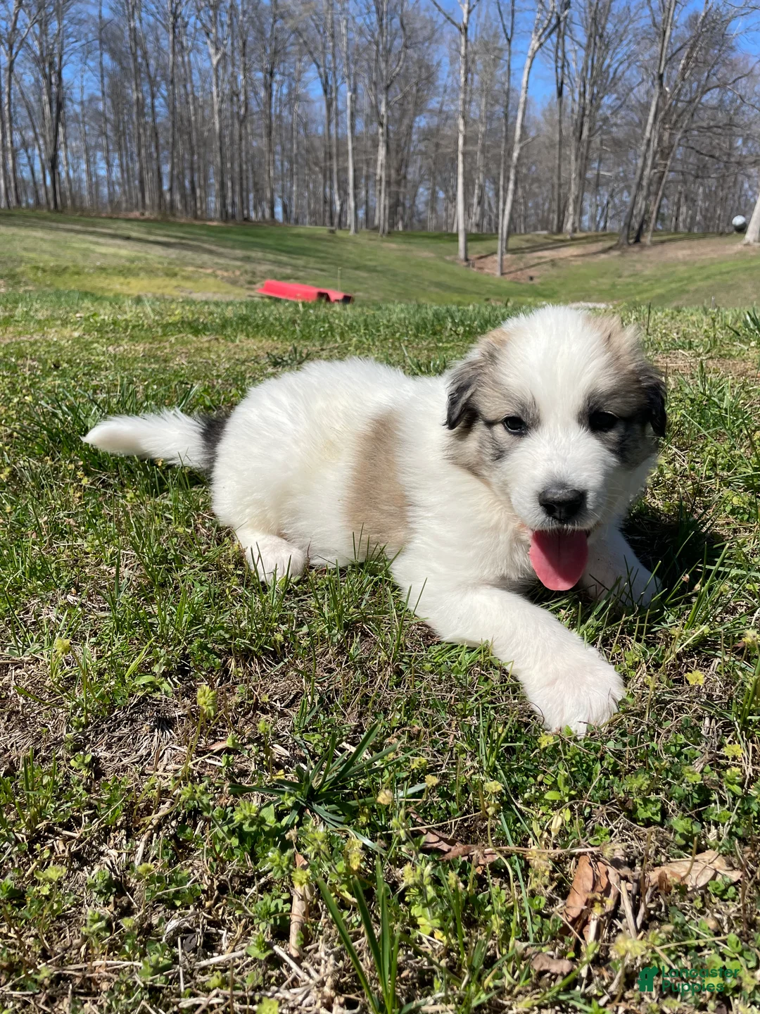 Mixed Breed dogs for sale: Cow Cow - Ad 2