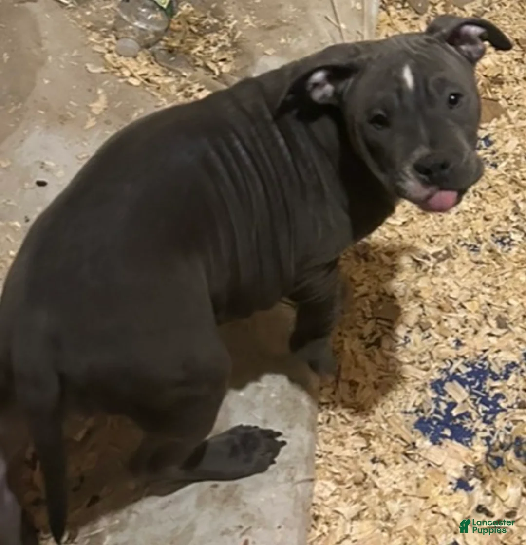 American Bully dogs for sale: American Bully Puppy 5 - Ad 1