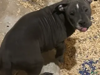 American Bully dogs American Bully Puppy 5 - Ad 6