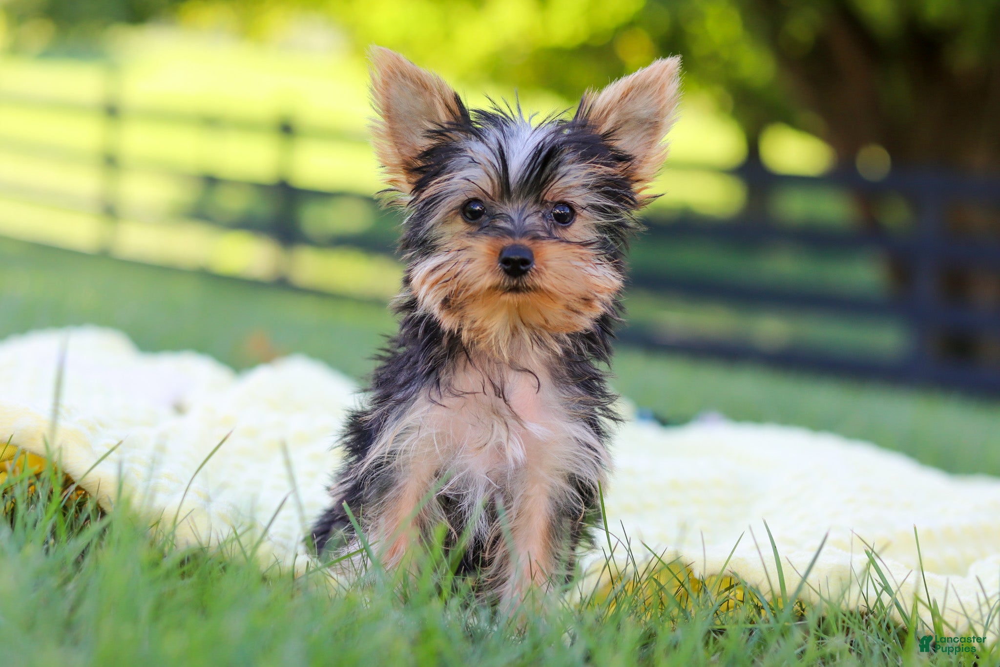 Yorkshire Terrier dogs Fiona - Ad 1