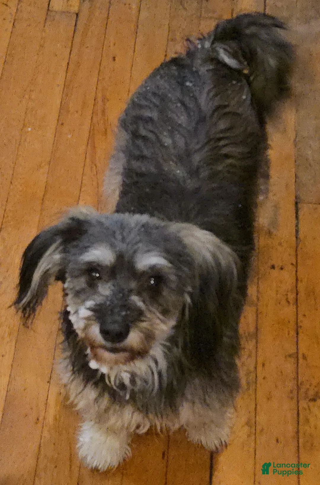 Mixed Breed dogs for sale: Mixed Breed Puppy 2 - Ad 3