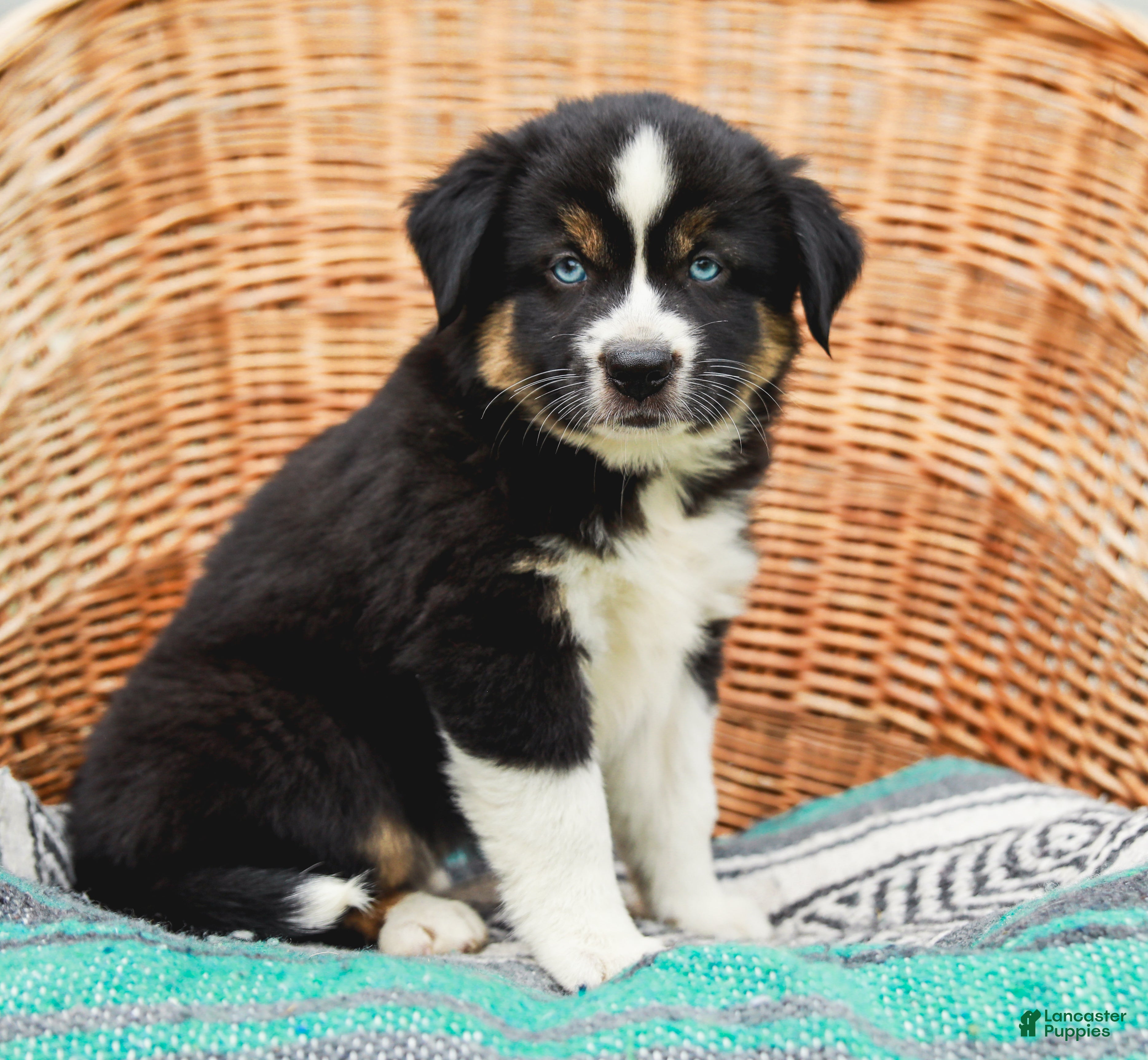 Miniature Australian Shepherd dogs Miley - Ad 2