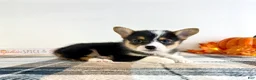 Welsh Corgi Pembroke dogs for sale: CKC Miles - Ad 3