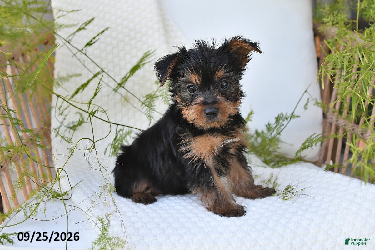 Yorkshire Terrier dogs Nellie - Ad 1