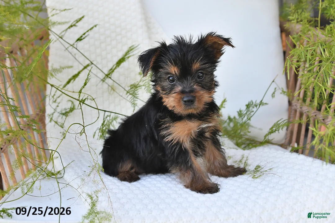 Yorkshire Terrier dogs for sale: Nellie - Ad 1