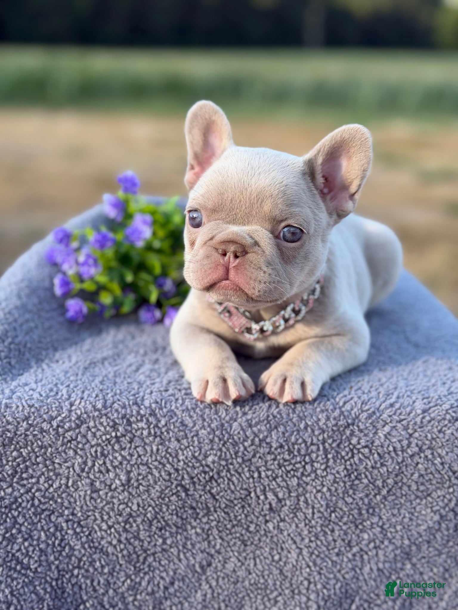 French Bulldog dogs Cami  - Ad 1