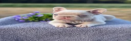 French Bulldog dogs for sale: Cami  - Ad 1