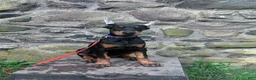 Doberman Pinscher dogs for sale: gemma - Ad 7