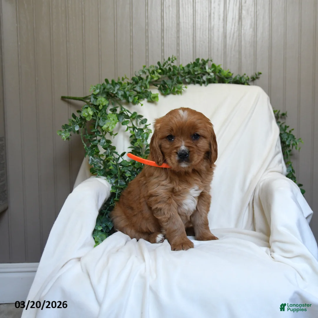 Miniature Golden Retriever dogs for sale: Jason - Ad 3
