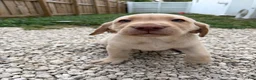 Labrador Retriever dogs for sale: Labrador Retriever Puppy 2 - Ad 3