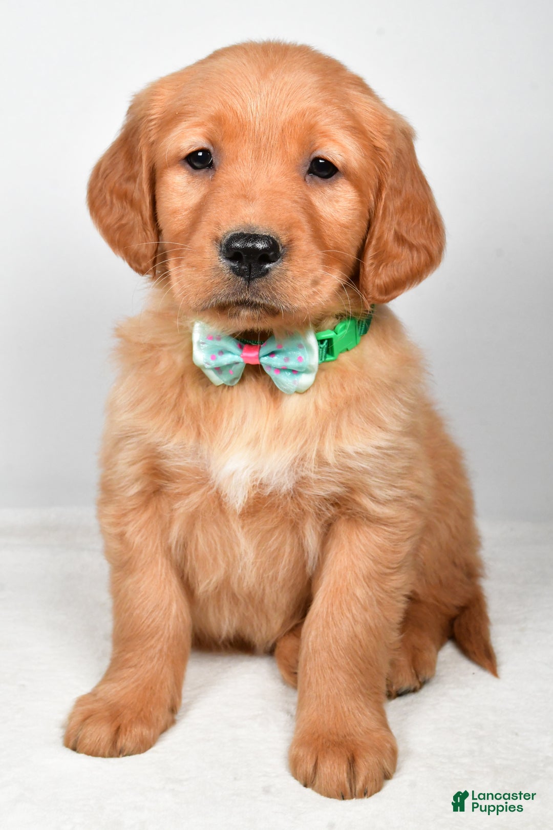 Golden Retriever dogs for sale: Koda - Ad 6