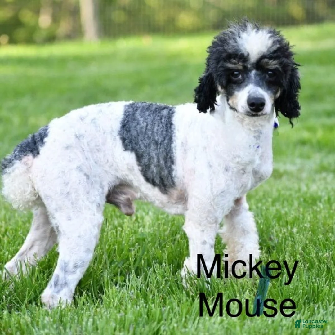 Mixed Breed dogs for sale: Thomas - Ad 11