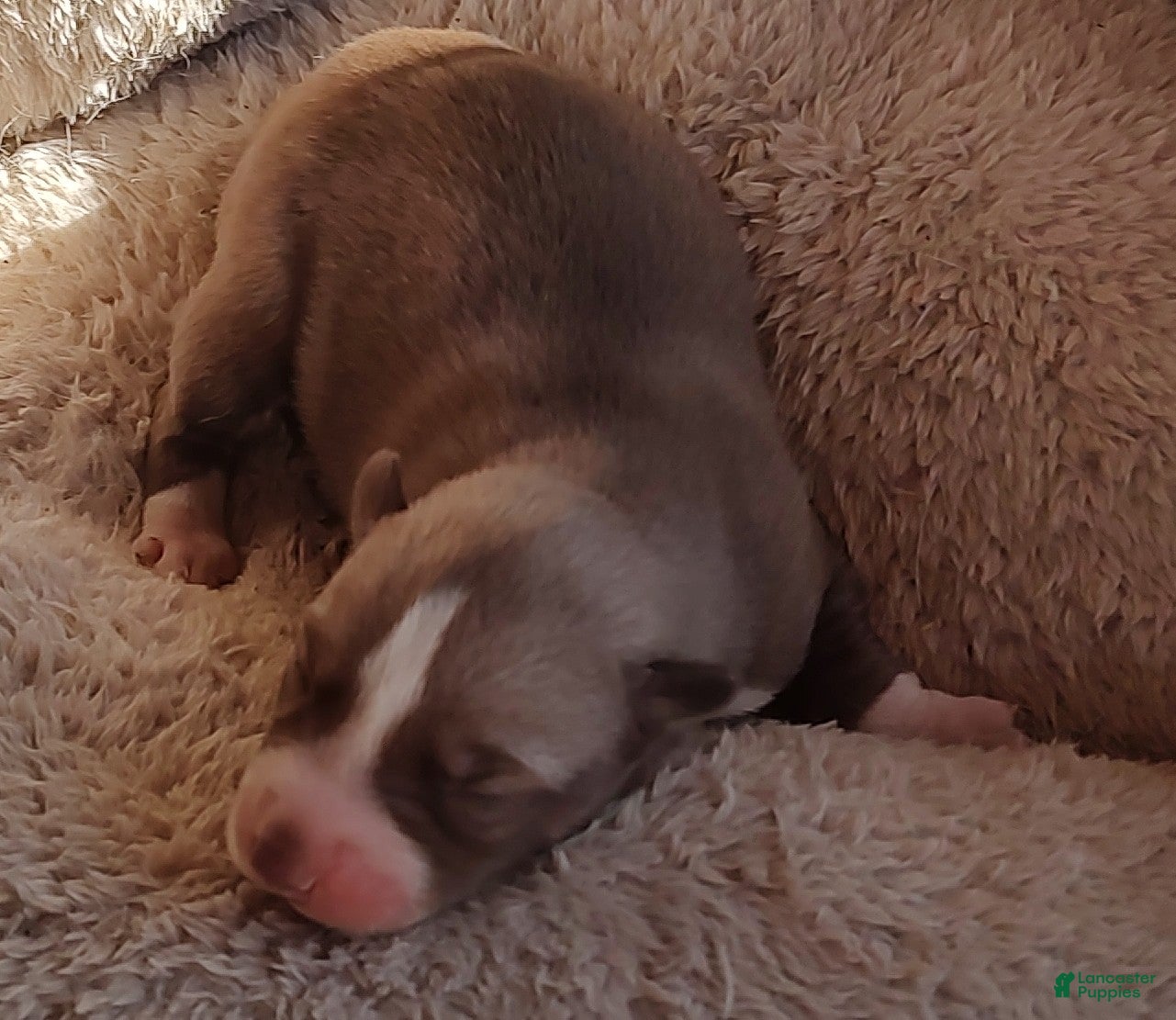 Siberian Husky dogs Siberian Husky Puppy 5 - Ad 20