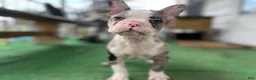 Mixed Breed dogs for sale: Robin - Ad 4