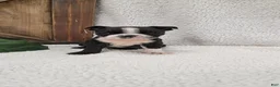 Boston Terrier dogs for sale: Benson - Ad 3