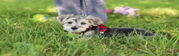Morkie dogs for sale: Levi - Ad 4