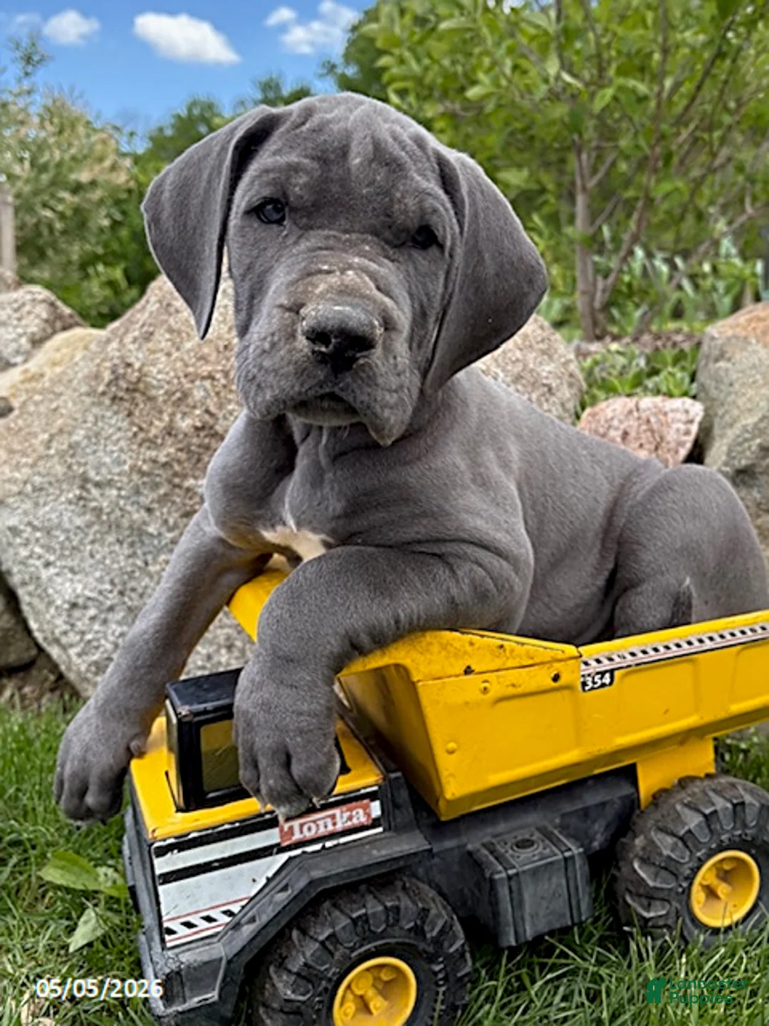 Great Dane dogs for sale: Truman - Ad 2