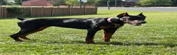 Doberman Pinscher dogs for sale: Doberman Pinscher 1 - Ad 2